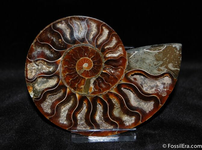 Gorgous Inch Split Ammonite (Half) #368